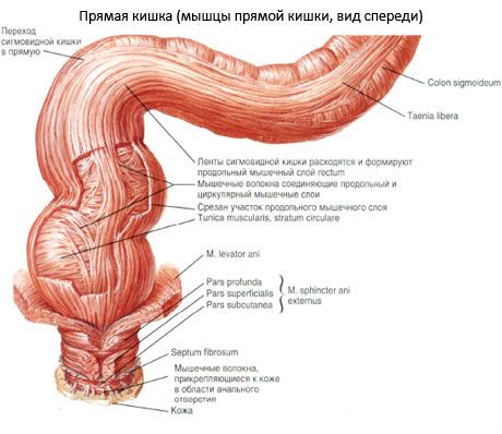 Прямая кишка 