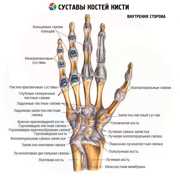 Болит сустав у основания большого пальца руки. Пястно фаланговый сустав кисти анатомия. Строение пястно фалангового сустава. Пястно фаланговый сустав 1 пальца руки. Кости лучезапястного сустава анатомия левой руки.
